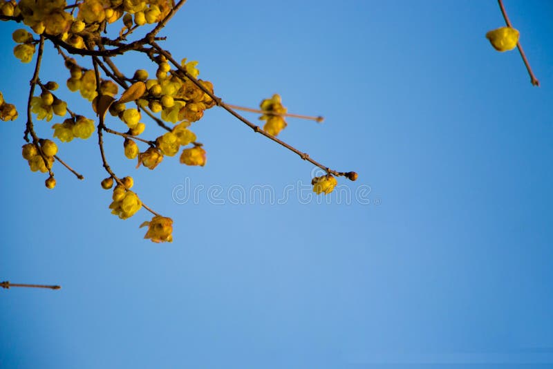 Chimonanthus praecox kwiat śliwka kwitnie pod niebieskim niebem obrazy royalty free Chimonanthus praecox kwiat śliwka kwitnie pod niebieskim niebem obrazy royalty free