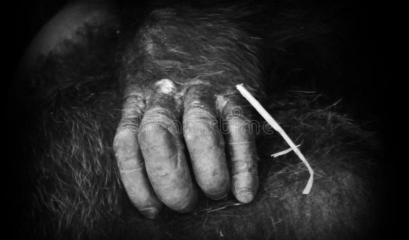 chimpanzee hand and human hand chimpanzee hand and human hand