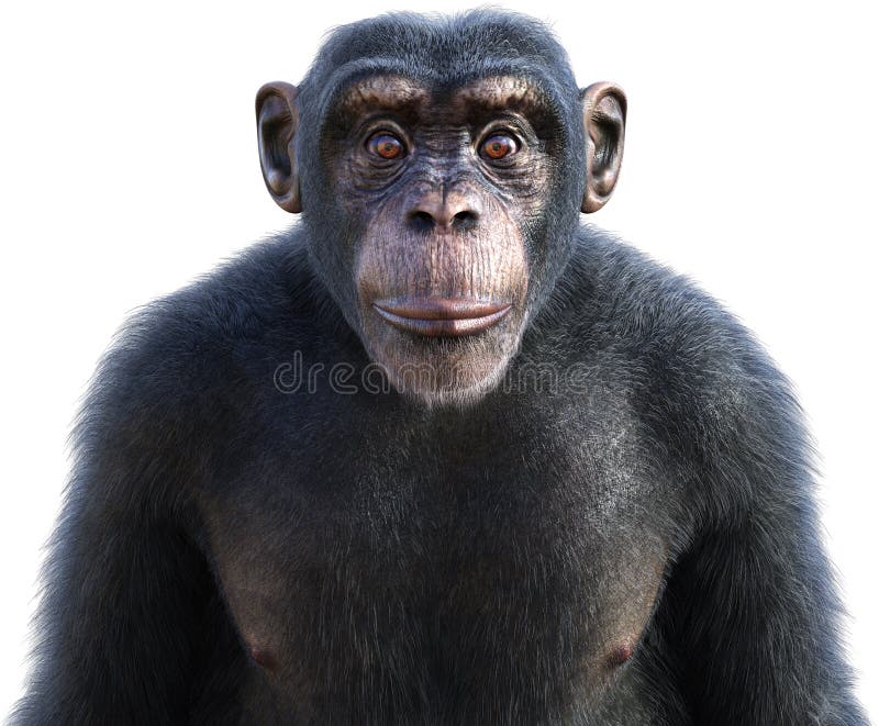 Chimp, Scimpanzè, Wildlife Animal, Isolato, Ape