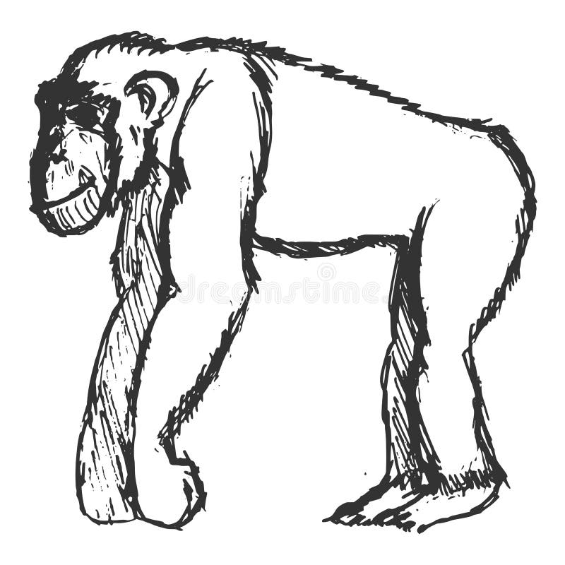 Chimpancé libre illustration Chimpancé libre illustration
