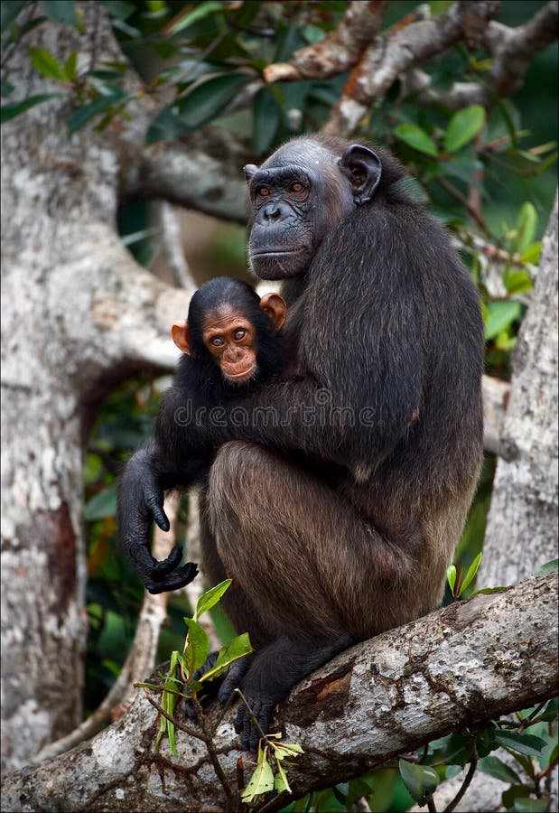 Chimpanzee with a cub on mangrove branches. Mother-chimpanzee sits and holds on hands of the kid. Chimpanzee with a cub on mangrove branches. Mother-chimpanzee sits and holds on hands of the kid.