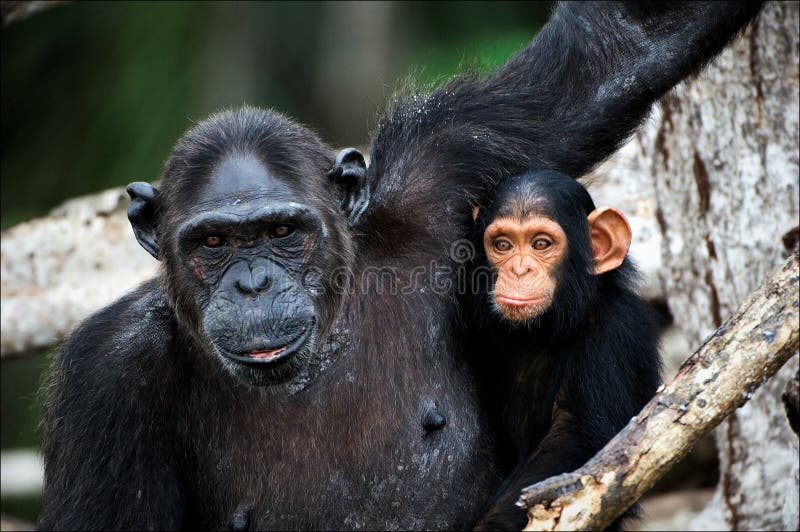 Chimpanzee with a cub on mangrove branches. Mother-chimpanzee sits and holds on hands of the kid. Chimpanzee with a cub on mangrove branches. Mother-chimpanzee sits and holds on hands of the kid.