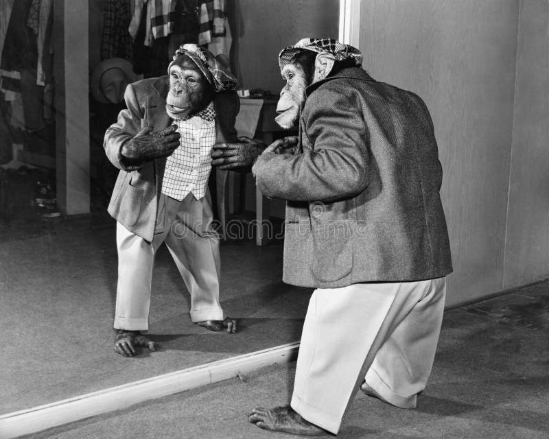 Chimpanzee in a jacket and trousers in front of a mirror (All persons depicted are no longer living and no estate exists. Supplier grants that there will be no model release issues.). Chimpanzee in a jacket and trousers in front of a mirror (All persons depicted are no longer living and no estate exists. Supplier grants that there will be no model release issues.)