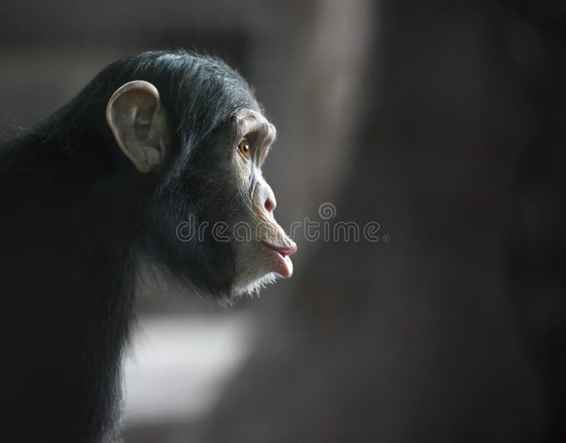 11.225 fotografias e imagens de Chimpanzé - Getty Images