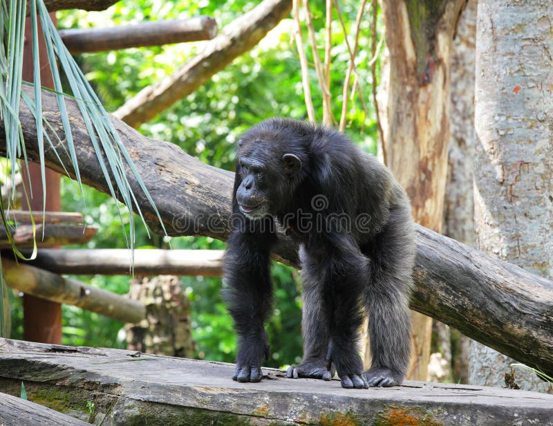 Macaco Gigante Do Chimpanzé Foto de Stock - Imagem de coma, selva: 98764908