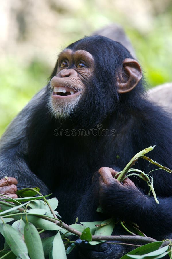 Macacos - Macaco Do Chimpanzé Foto de Stock - Imagem de riso, exterior:  55806840