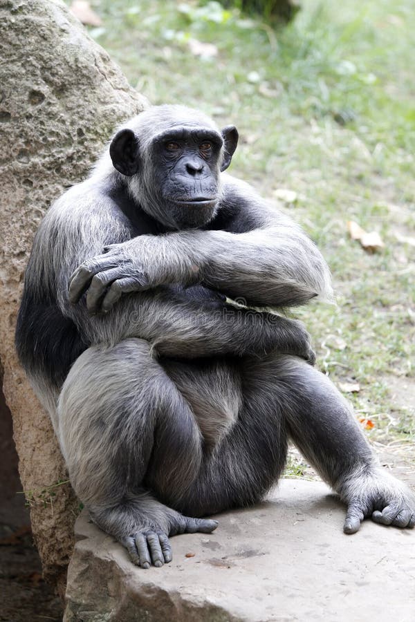 Macaco, Chimpanzé, Alcangando Foto de Stock - Imagem de ambiental, irritado: 5131952