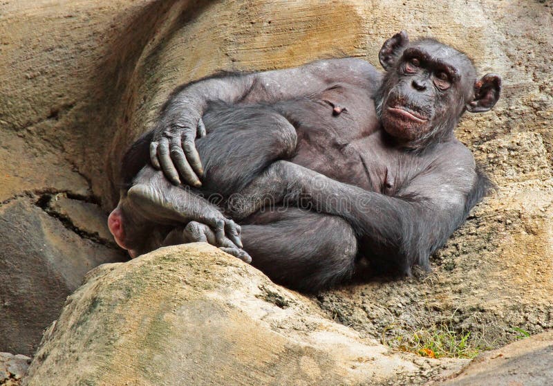 Fotos de Chimpanze, Imagens de Chimpanze sem royalties