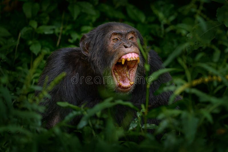 Macaco Chimpanzé No Ramo Do Perfil Foto de Stock - Imagem de endangered,  floresta: 183050238