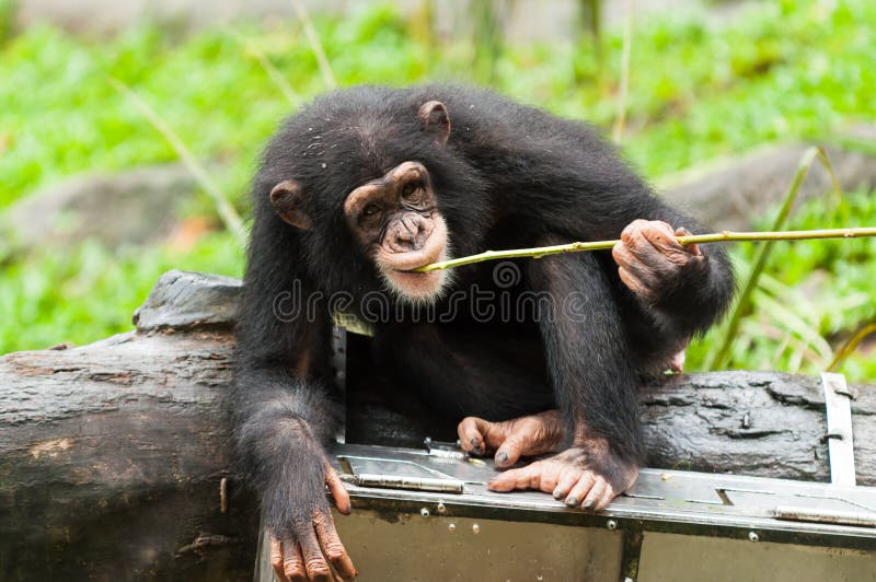 Macacos - Macaco Do Chimpanzé Foto de Stock - Imagem de riso, exterior:  55806840