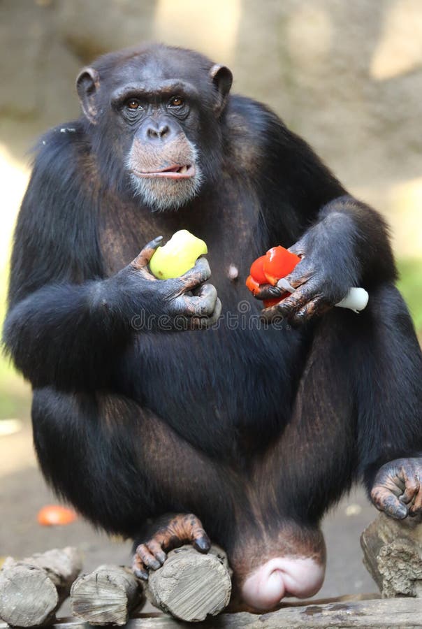 Macacos engraçados imagem de stock. Imagem de comer, quente - 66052971
