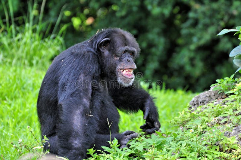 Macacos - Macaco Do Chimpanzé Foto de Stock - Imagem de riso, exterior:  55806840