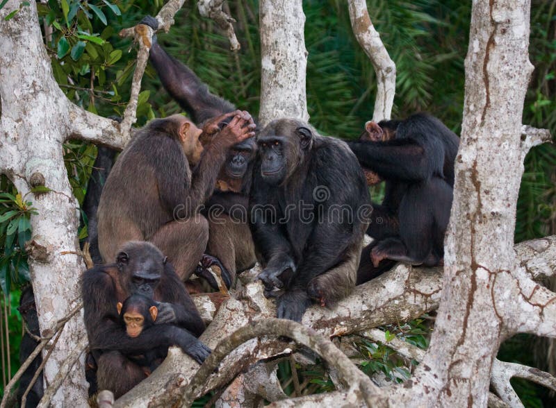 Foto de Chimpanzé Macaco Sentado Na Grama e mais fotos de stock de Animal -  Animal, Animal selvagem, Assistindo - iStock