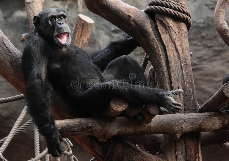 Macacos engraçados imagem de stock. Imagem de comer, quente - 66052971