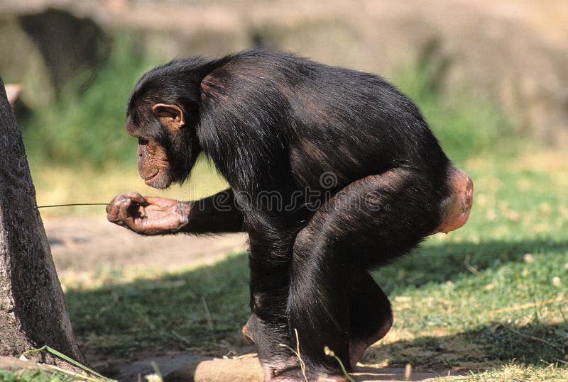 Chimpanzé chimpanzé macaco rosto cabeça macaco (Pan troglodytes) também  conhecido como um chimpanzé comum fotos, imagens de © cheekylorns2 #61296459