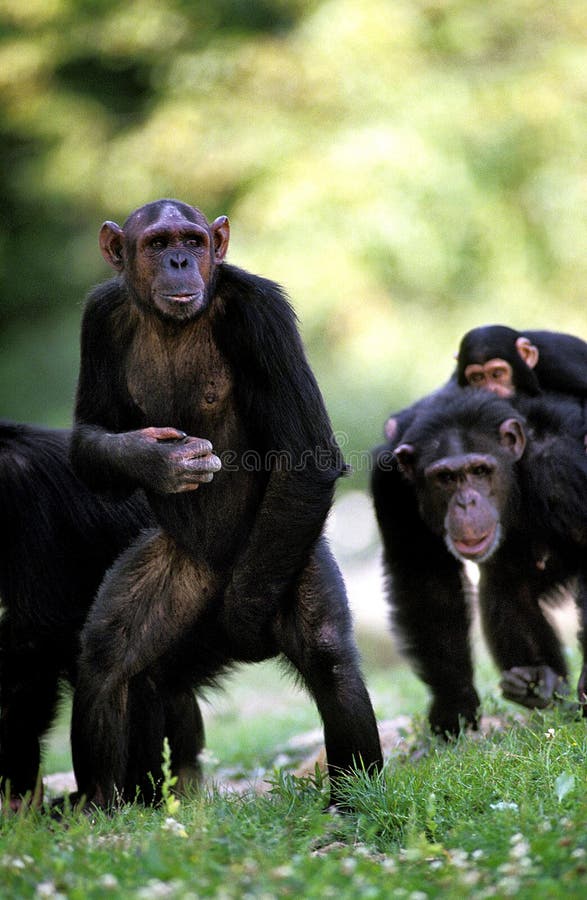 Chimpanzé chimpanzé macaco rosto cabeça macaco (Pan troglodytes) também  conhecido como um chimpanzé comum fotos, imagens de © cheekylorns2 #61296459