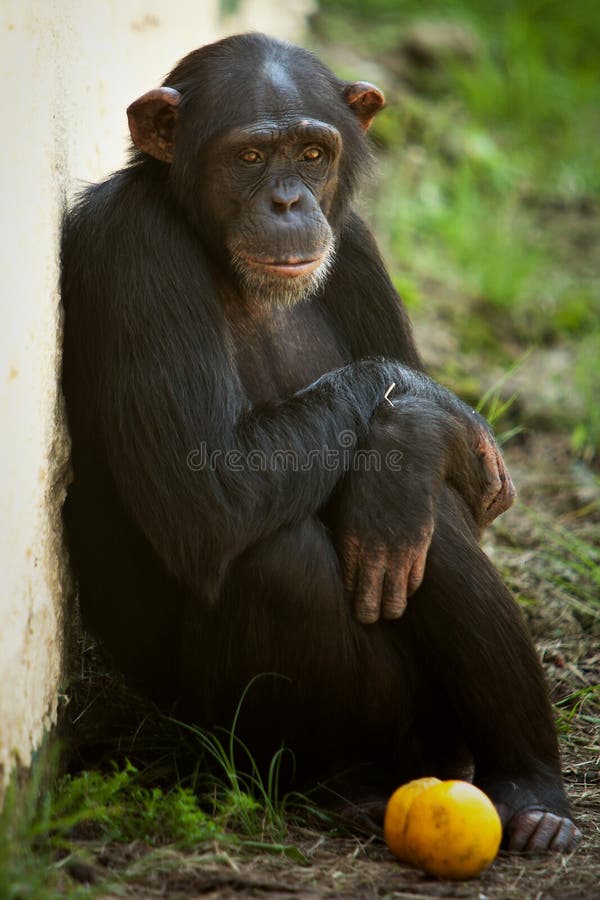 Macaco do chimpanzé foto de stock. Imagem de chimpanzés - 29433666