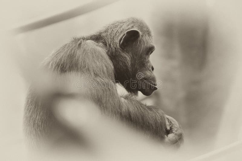 Foto de Chimpanzé Macaco Sentado Na Grama e mais fotos de stock de Animal -  Animal, Animal selvagem, Assistindo - iStock