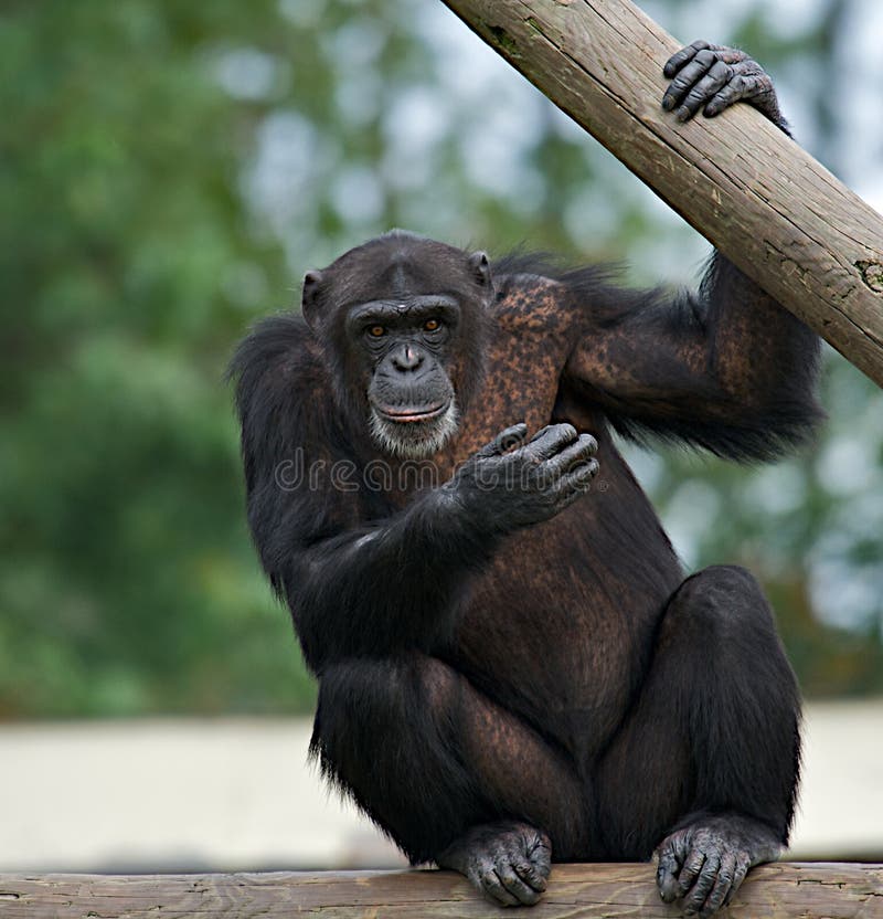 Chimpanzé chimpanzé macaco rosto cabeça macaco (Pan troglodytes) também  conhecido como um chimpanzé comum fotos, imagens de © cheekylorns2 #61296459