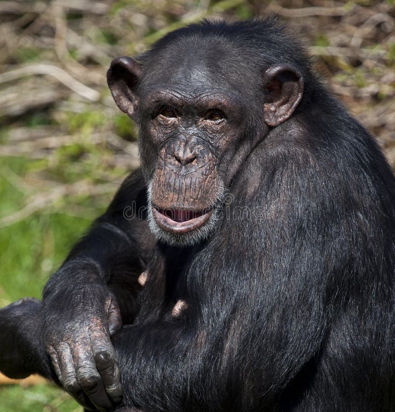 Chimpanzé chimpanzé macaco rosto cabeça macaco (Pan troglodytes) também  conhecido como um chimpanzé comum fotos, imagens de © cheekylorns2 #61296459