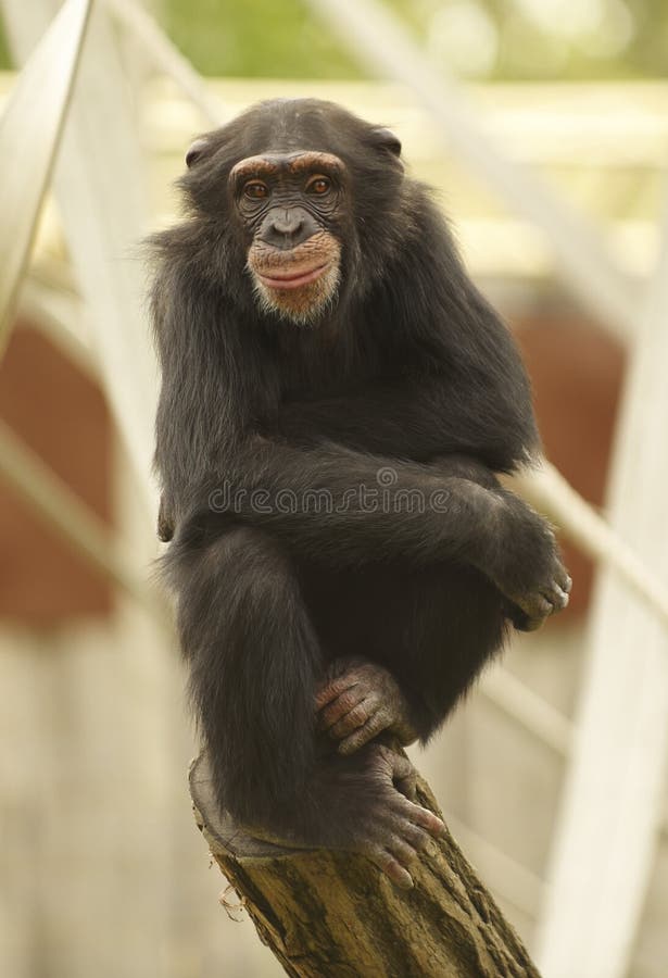 Primate sitting and resting on the top of a log in a Zoo. Log animal stock images, royalty-free photos and pictures