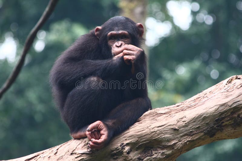 Chimpanzee stock photography Chimpanzee stock photography