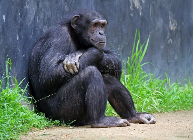 Chimpanzee