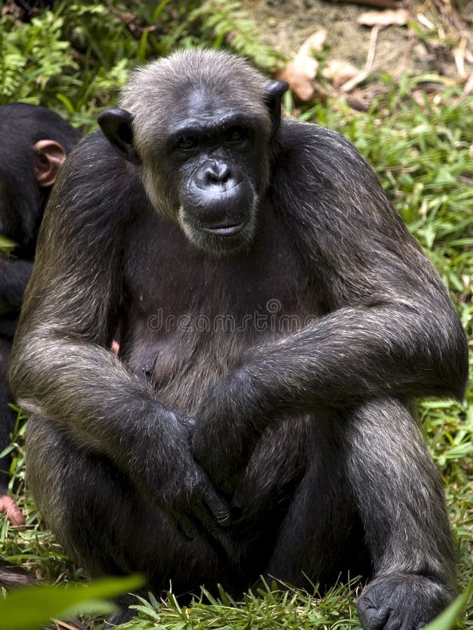 Chimpanzee