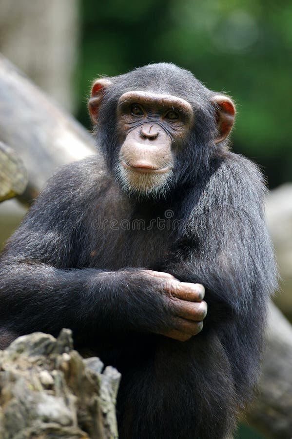 Chimpanzee