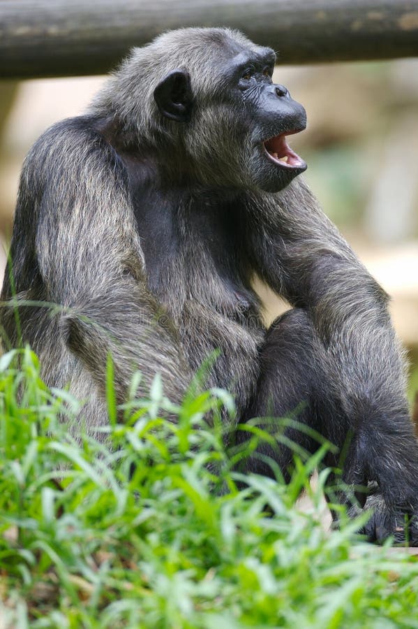 Chimpanzee