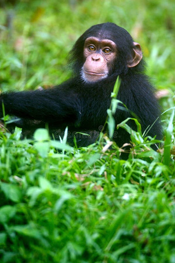 Chimpanzee