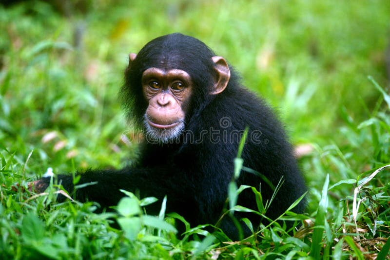 Chimpanzee