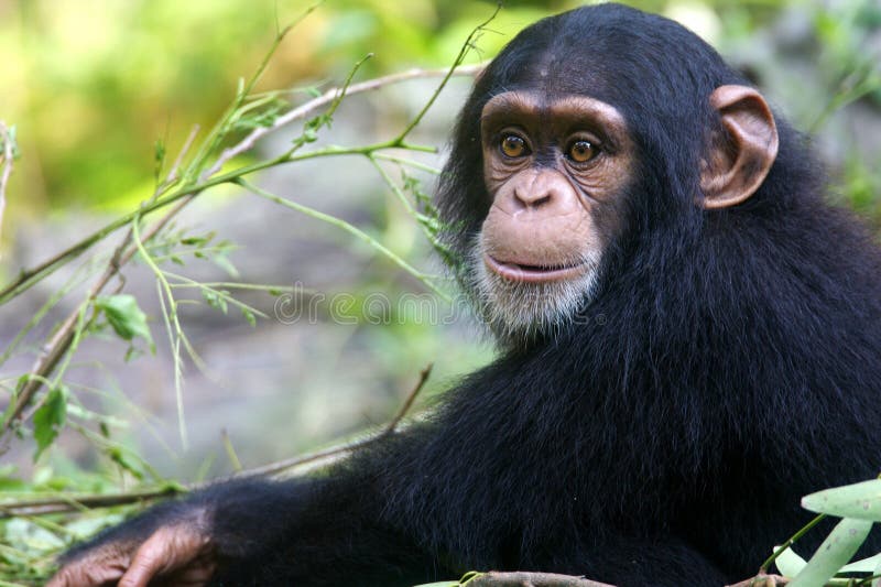 Chimpanzee