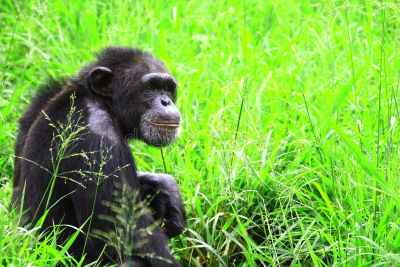 Éste chimpancé él era buscando el pensó.