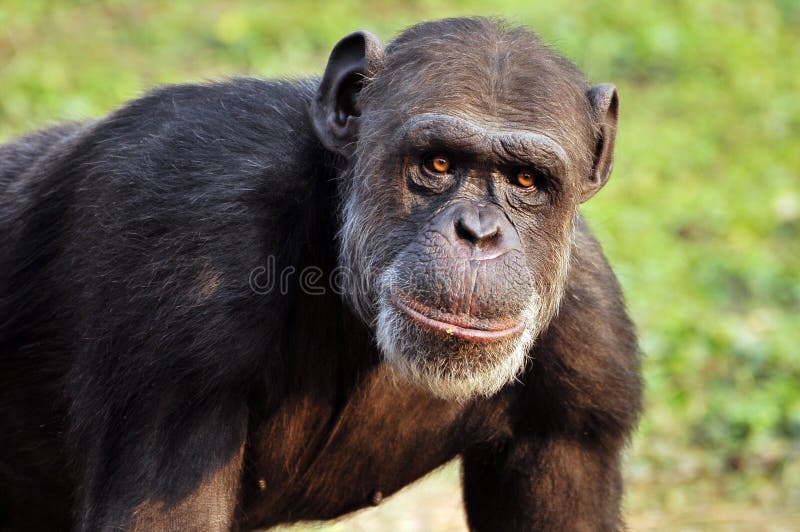 Chimpanzee