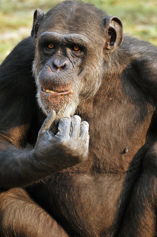 Chimpanzee