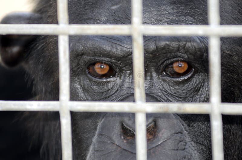 chimpanzee stock image chimpanzee stock image