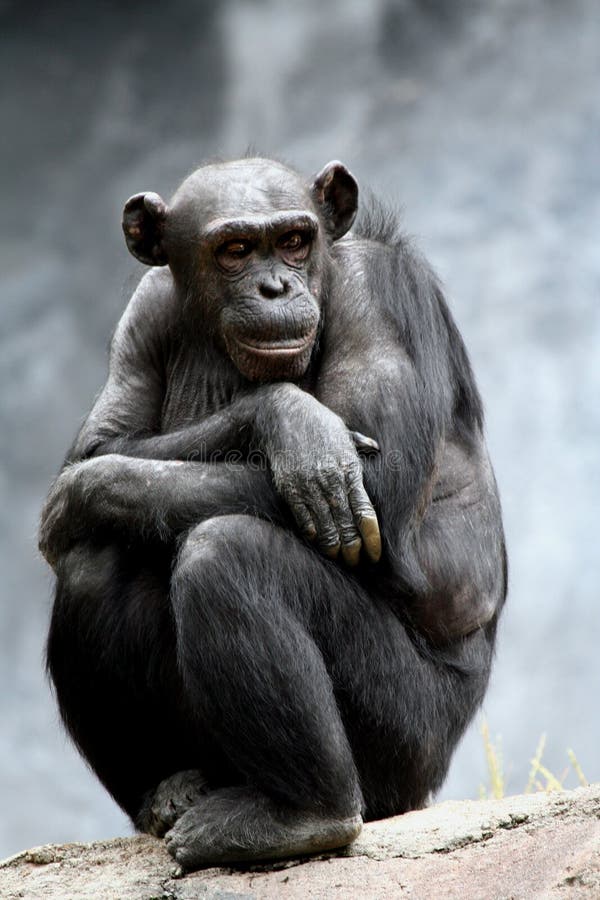 Chimpanzee