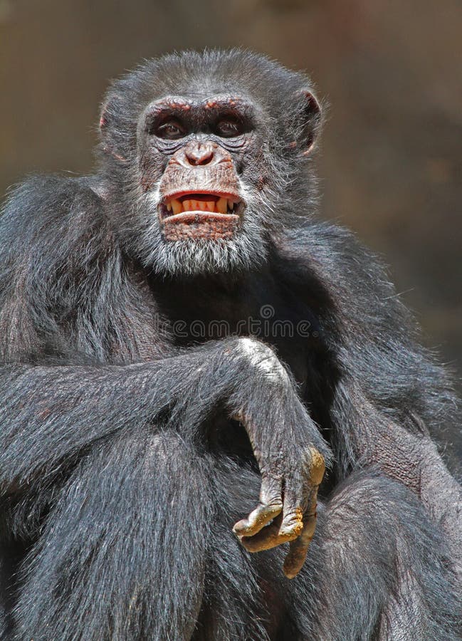 angry chimpanzee face angry chimpanzee face