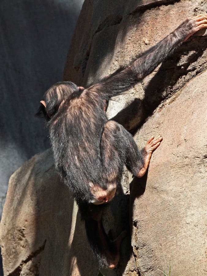Funny Rock Climbing Wall Stock Photos - Free & Royalty-Free Stock Photos from Dreamstime Funny Rock Climbing Wall Stock Photos - Free & Royalty-Free Stock Photos from Dreamstime