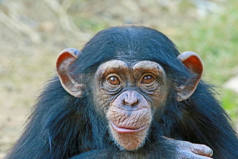 Chimpanzee