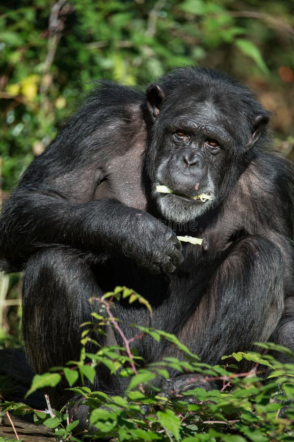 Chimpanzee Eating stock photo. Image of endangered, chimpanzee 27078420