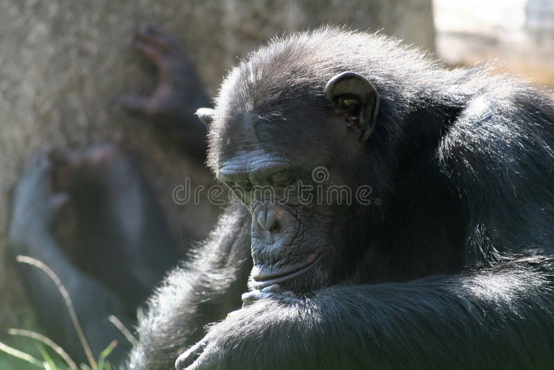 Chimpanzee looking down