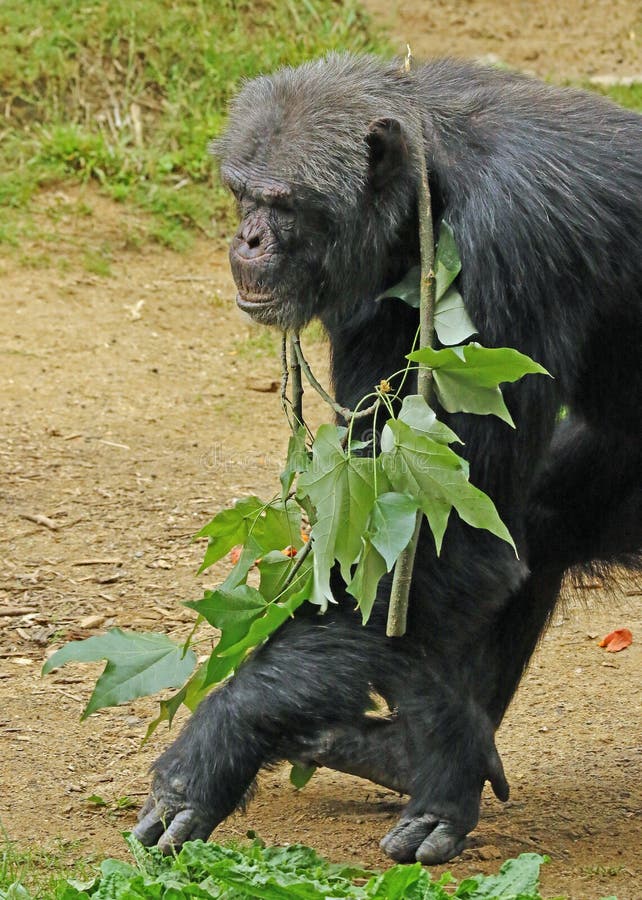 Macaco Chimpanzé a Remexer Num Ramo De árvore Gembira Loka Zoo Yogyakarta  Indonesia Foto de Stock - Imagem de animais, chimpanzé: 169823842