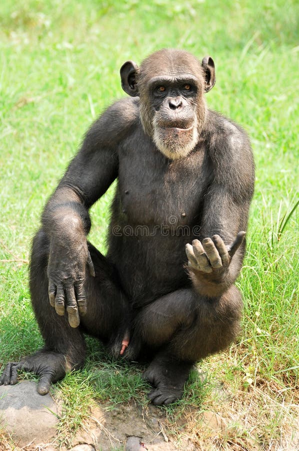 Chimpanzee naughtyness stock photos Chimpanzee naughtyness stock photos
