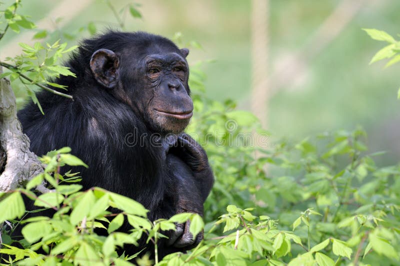 Chimpanzee portrait