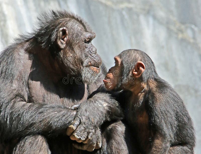 chimpanzee face front view chimpanzee face front view
