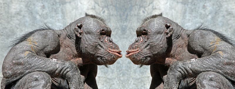 chimpanzee face eatan oprah chimpanzee face eatan oprah