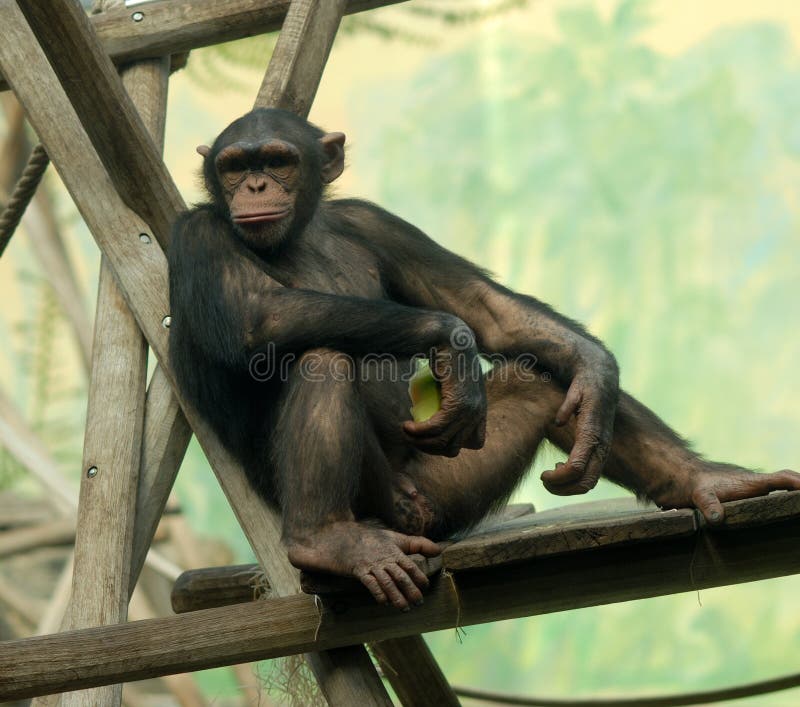 Chimpanzee on relax