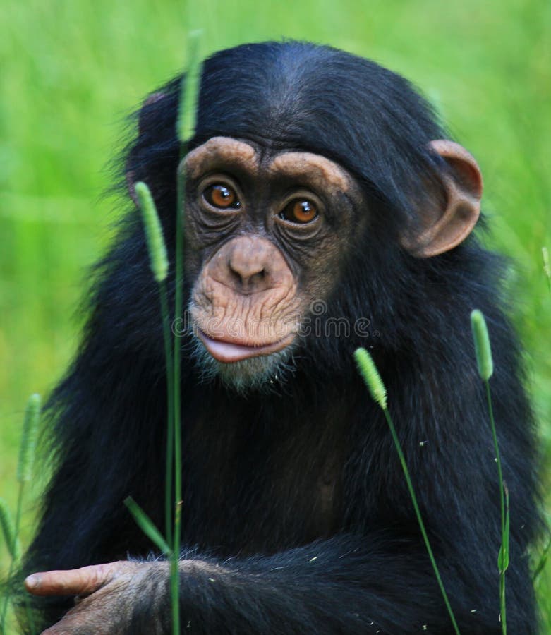 Chimpanzé do bebê imagem de stock royalty free Chimpanzé do bebê imagem de stock royalty free